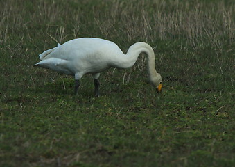 Image showing whooper swan