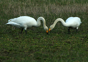 Image showing whooper swan