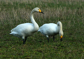 Image showing whooper swan