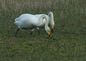 Image showing whooper swan