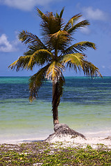 Image showing  palm in the wind in the blue lagoon