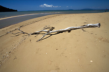 Image showing sand and tree