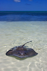 Image showing isla contoy and a raza in mexico