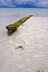 Image showing rock and wood in the sand