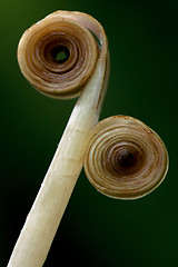 Image showing two rolled up