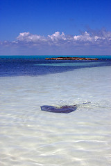 Image showing a grey raza in the isla contoy mexico