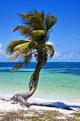 Image showing a palm in sian kaan lagoon mexico