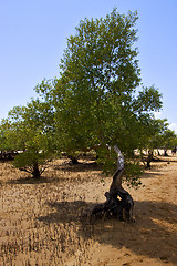 Image showing reserve of lokobe