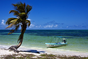 Image showing boat and palm in sian kaan mexico