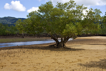 Image showing little river in lokobe