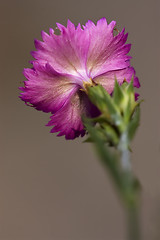 Image showing the rear of wild violet carnation