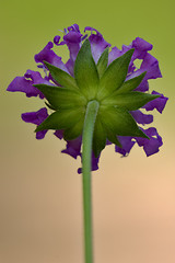 Image showing rear of a dispsacacea