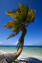Image showing  palm in the wind in the blue lagoon mexico