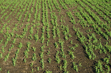 Image showing Brown beans seedlings