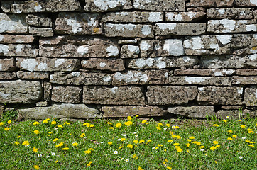 Image showing Yellow blossom at the stone wall