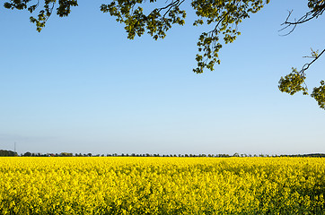 Image showing Branches at blossom rapeseed field