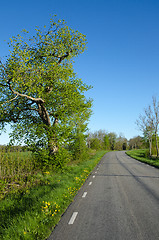 Image showing Vibrant country road