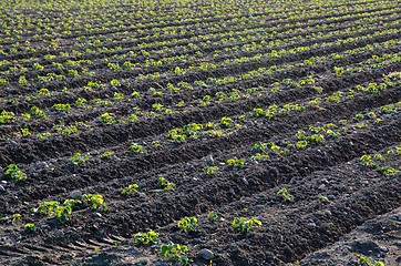 Image showing Strawberry seedlings