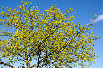 Image showing Fresh green oak tree