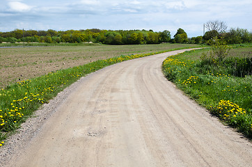 Image showing Yellow flowers at a gravel road