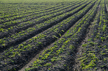 Image showing Rows of strawberry seedlings