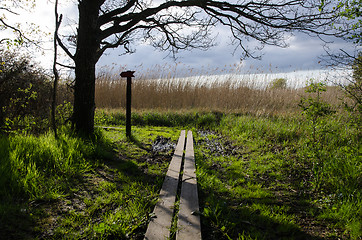 Image showing Nature trail at spring