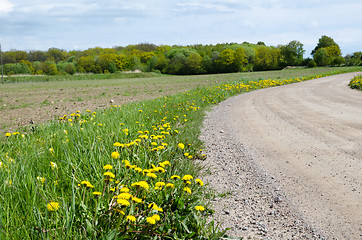 Image showing Yellow blossom roadside