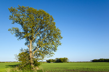 Image showing Landscape with oak tree