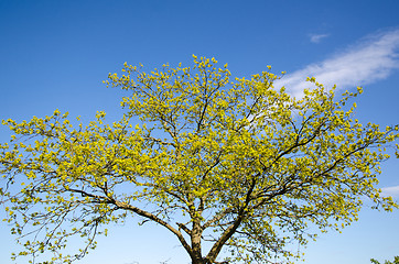 Image showing Oak tree in spring color