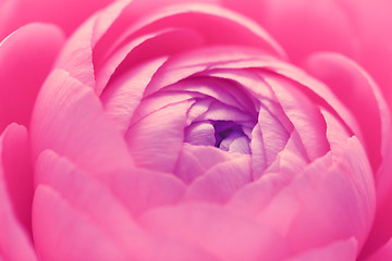 Image showing Pink ranunculus flower 