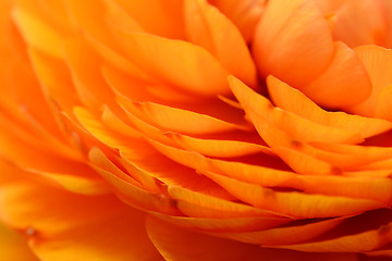 Image showing Orange ranunculus petals