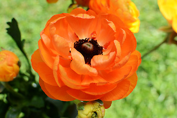 Image showing Orange ranunculus flower