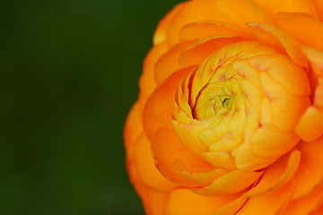 Image showing Orange ranunculus flower