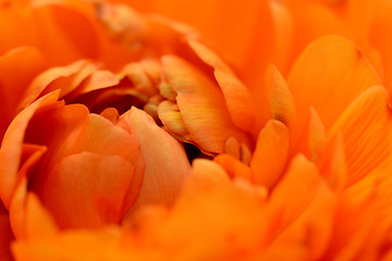 Image showing Orange ranunculus opening