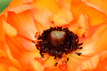 Image showing Close-up of a bright orange ranunculus