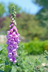 Image showing Digitalis Purpurea 