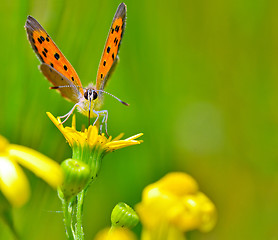 Image showing butterfly on yellow flower