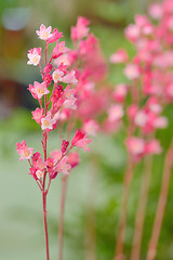 Image showing branch pink star flower