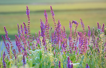 Image showing violet summer flowers 