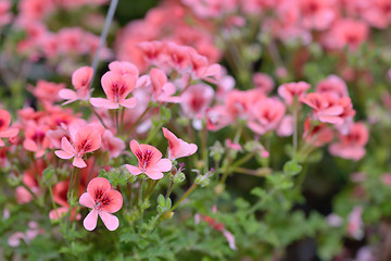 Image showing Pink bicolor geraniums