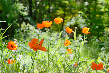Image showing Wild Poppies