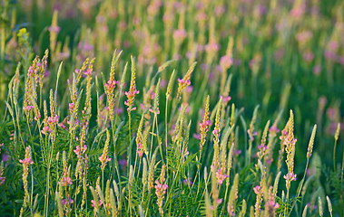 Image showing flowering Sainfoin, Onobrychis viciifolia