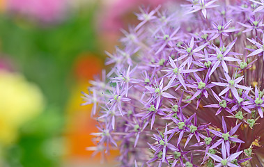 Image showing Purple flowers of Allium 