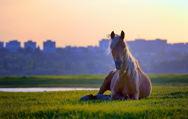 Image showing horse sitting in sunset 