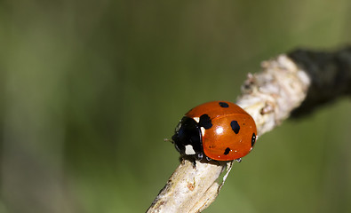 Image showing lady bird