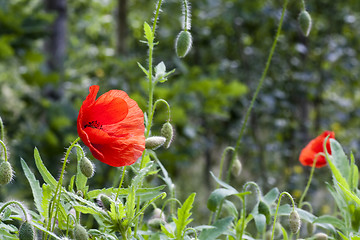 Image showing red poppies