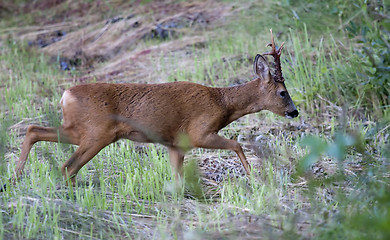 Image showing roebuck