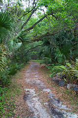 Image showing dirt road in forest