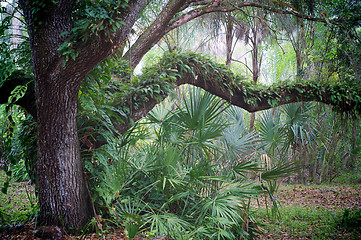 Image showing oak tree and palms in subtropical forest