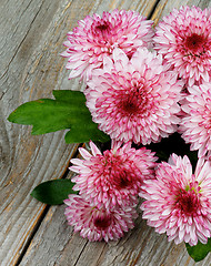 Image showing Chrysanthemum